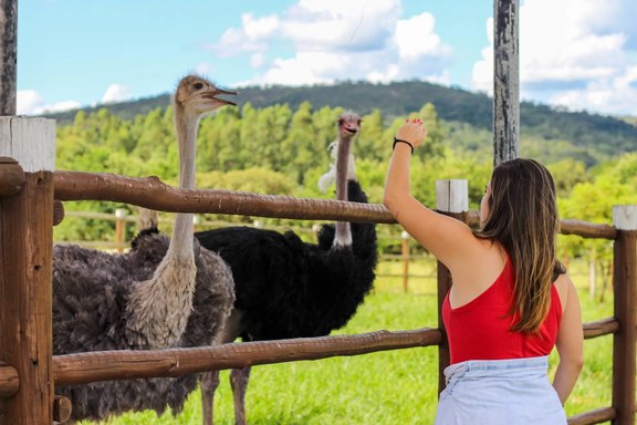 Visitante em contato com um avestruz